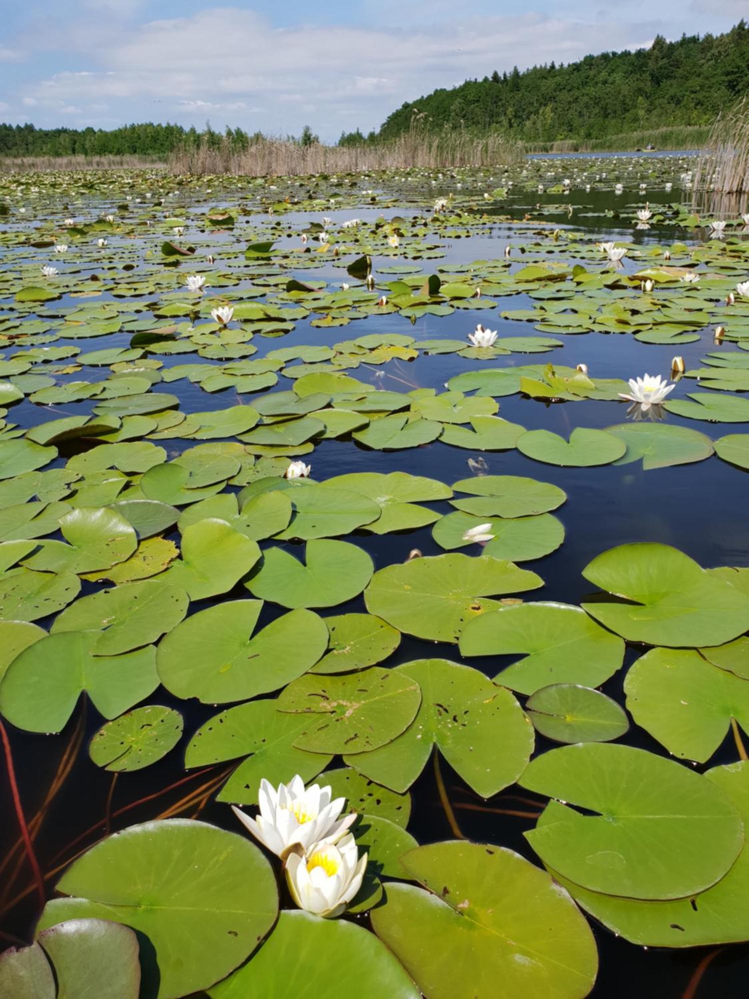 Ferienwohnung Peetsch Am See Mirow Kültér fotó